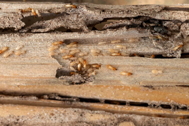 Best Bed Bug Extermination  in Iroquois Point, HI
